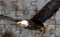 Bald Eagle Jigsaw Puzzle